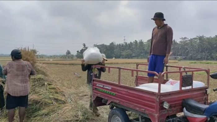 PANEN RAYA PETANI DI DESA TRESNOREJO KECAMATAN PETANAHAN KABUPATEN KEBUMEN 01