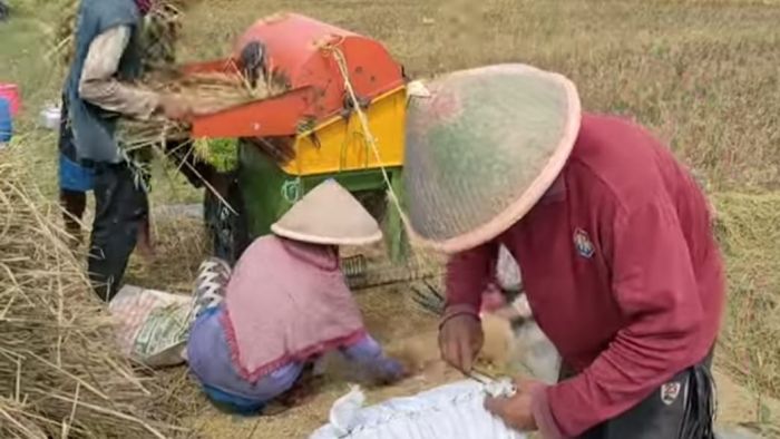 PANEN RAYA PETANI DI DESA TRESNOREJO KECAMATAN PETANAHAN KABUPATEN KEBUMEN 02