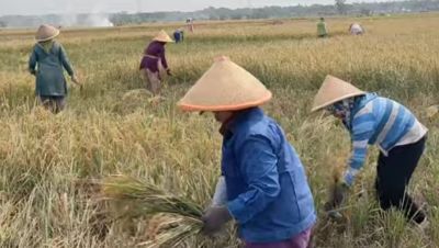 PANEN RAYA PETANI DI DESA TRESNOREJO KECAMATAN PETANAHAN KABUPATEN KEBUMEN